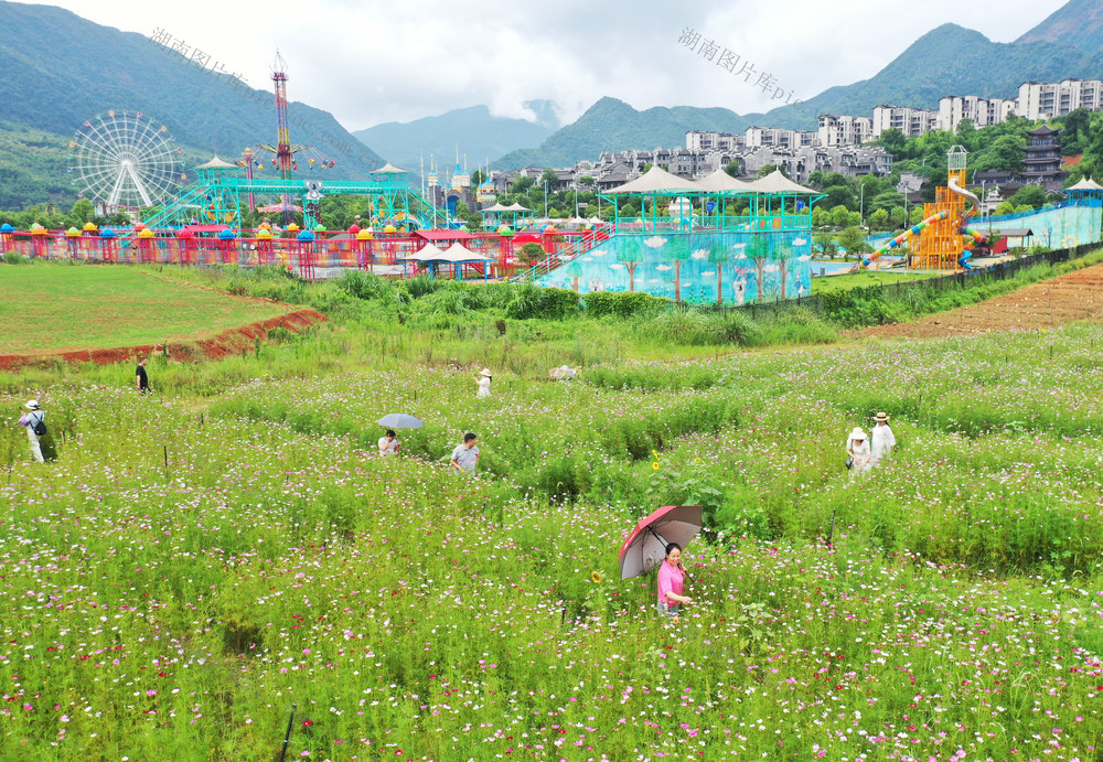 郴州：徜徉花海 乐享美景