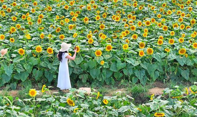 湖南  常宁  乡村  向日葵  基地