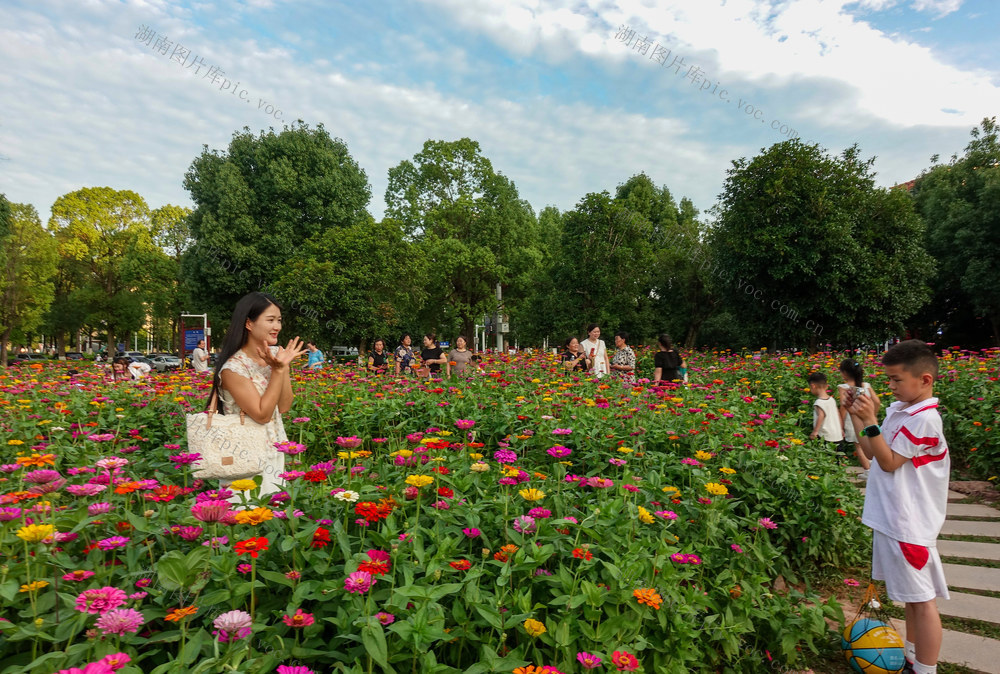 周末乐赏百日菊