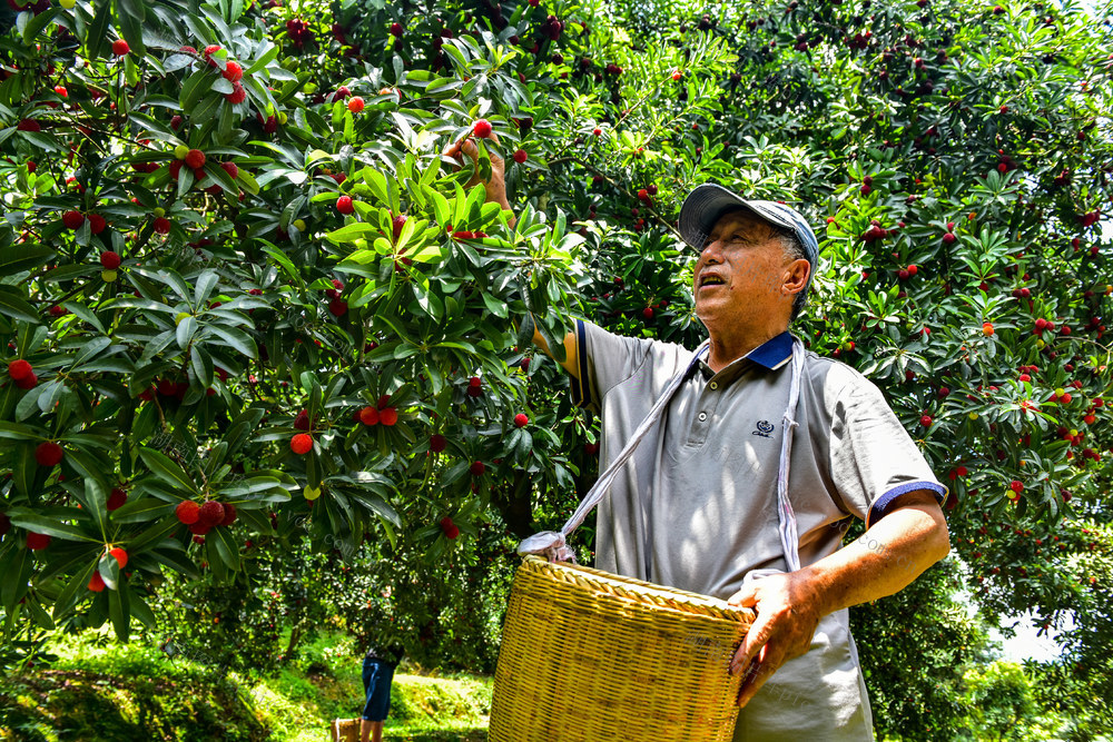 怀化 石门 犁头元  收摘 
   杨梅 丰收  文旅结合  乡村振兴