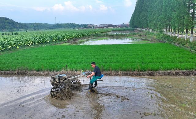 湖南  常宁  中稻  备耕