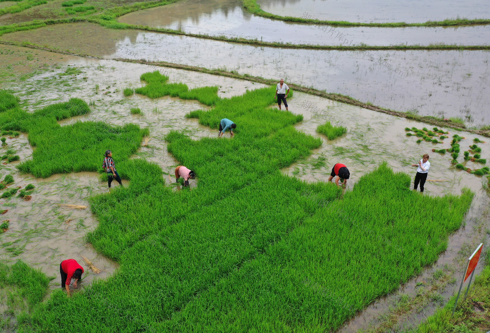 嘉禾：中稻插秧季  农民田间忙