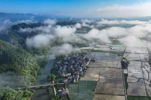 水田 乡村 生态 晨雾 田园
