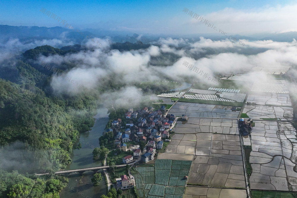 水田 乡村 生态 晨雾 田园