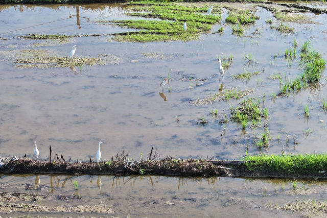 鸟 鹭鸟 鸟类 动物 生物多样性 