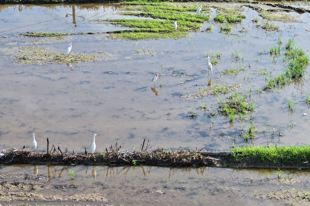 鸟 鹭鸟 鸟类 动物 生物多样性 