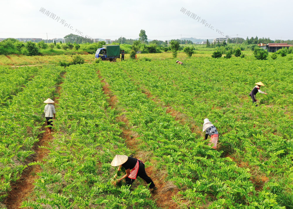 嘉禾：特色产业助增收