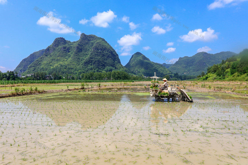 湖南，龙山，三夏，种管，农机，插秧，施肥，农时
