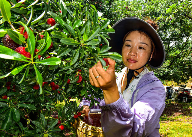 怀化  鹤城  犁头元  杨梅 丰收文旅结合 乡村振兴