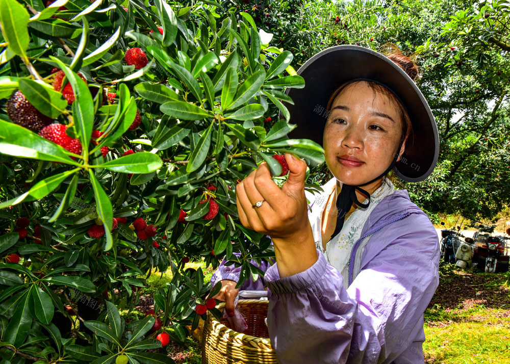 怀化  鹤城  犁头元  杨梅 丰收文旅结合 乡村振兴