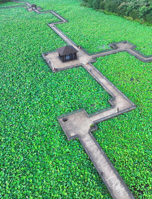 荷塘 景色 暗香 