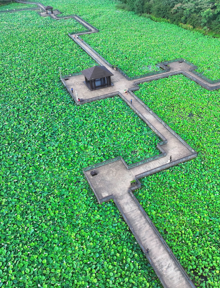 荷塘 景色 暗香 