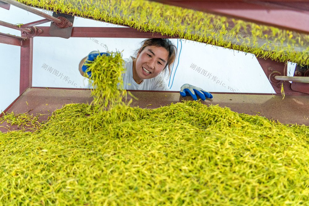 金银花  种植  加工