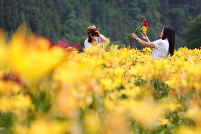 湖南，湘西，百合，产业，加工，增收