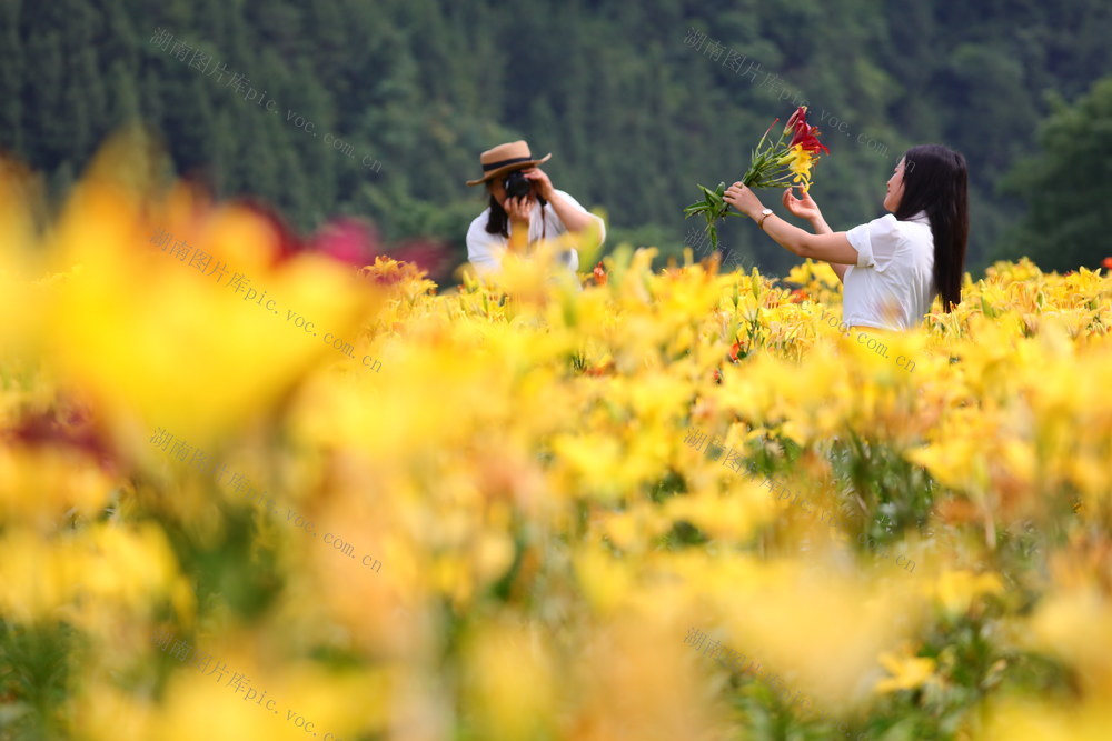 湖南，湘西，百合，产业，加工，增收