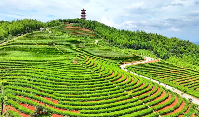 湖南  耒阳  生态茶园  美景