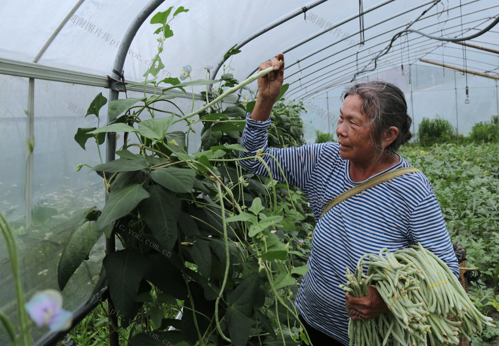 湖南桂东 农场 乡村振兴