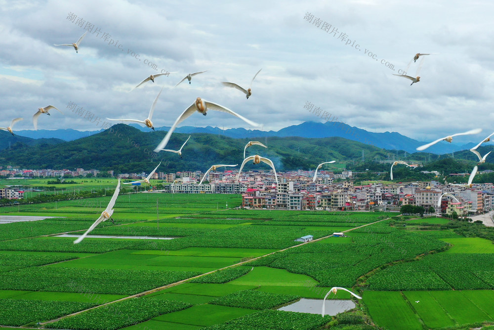 临武：白鹭翩翩入画来	