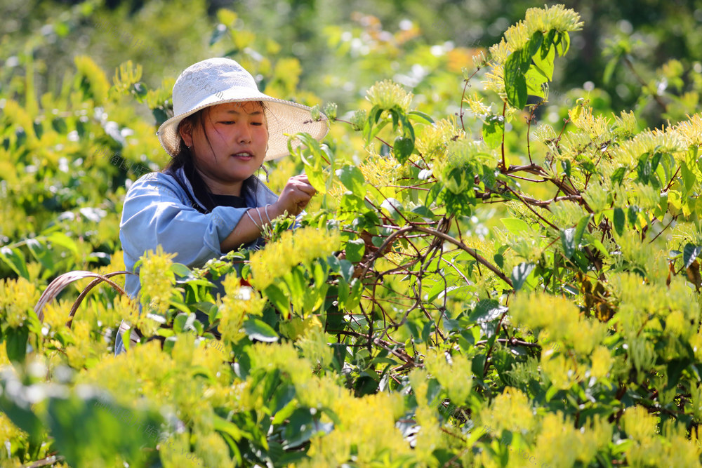 湖南，龙山，金银花，致富，增收，闲置土地，集体经济