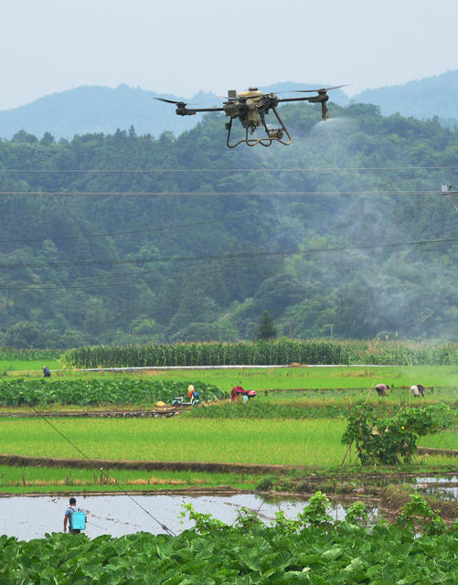 临武：飞防作业