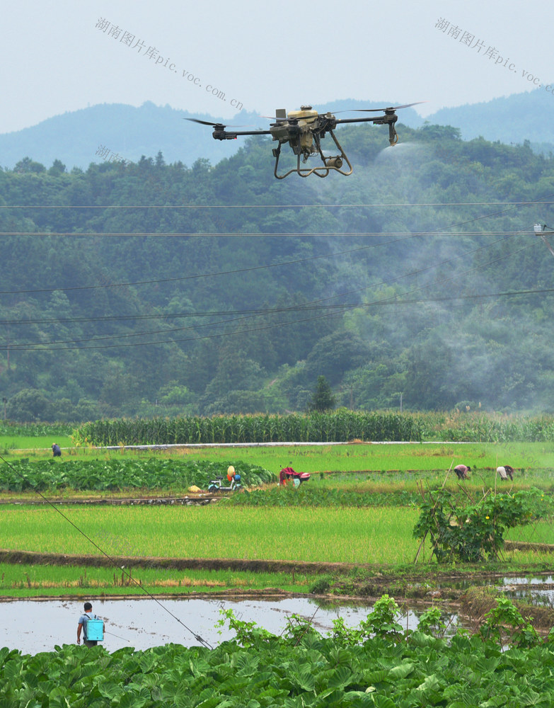 临武：飞防作业