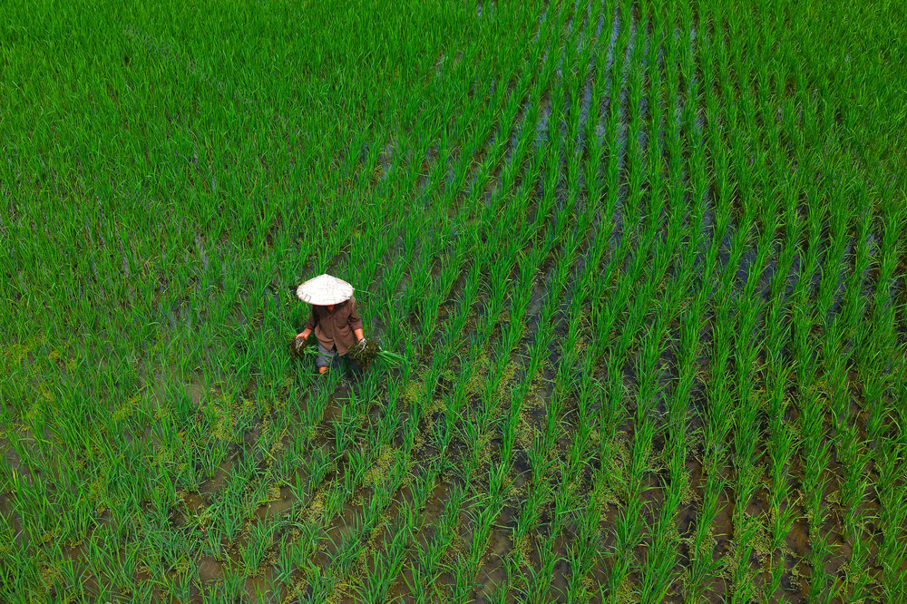 夏日  稻田  锄草  管护  农民