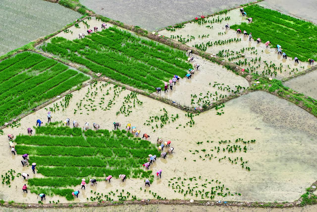 水稻 制种 插秧 产业 夏耕