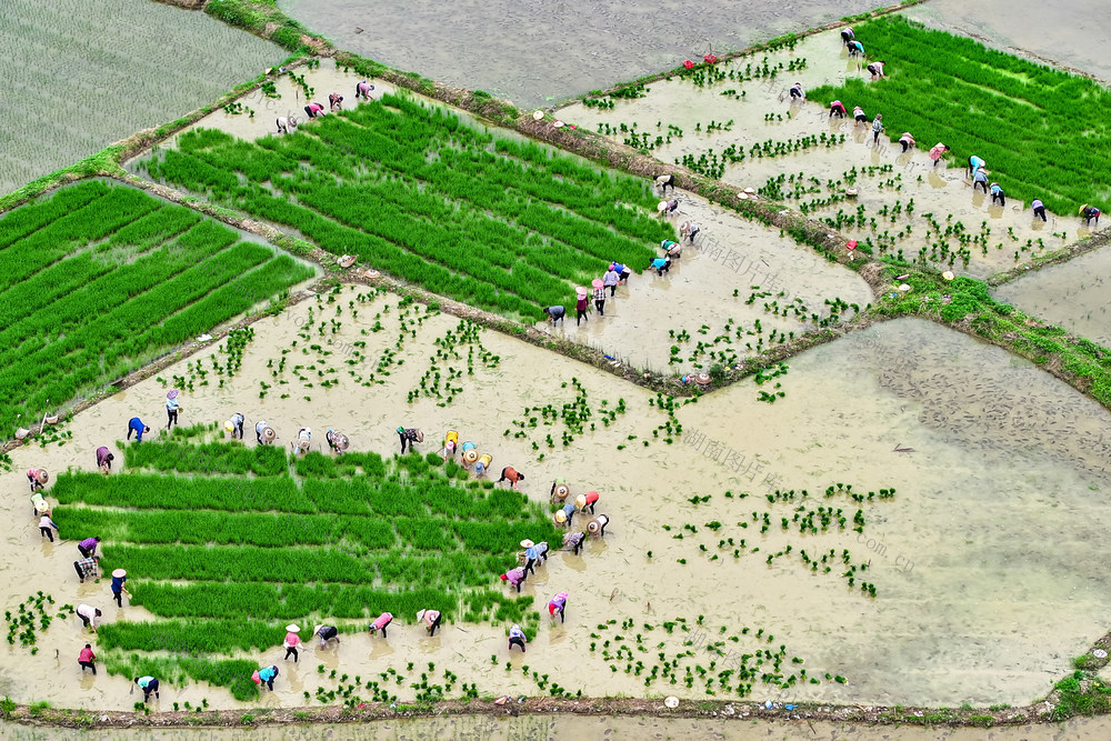 水稻 制种 插秧 产业 夏耕