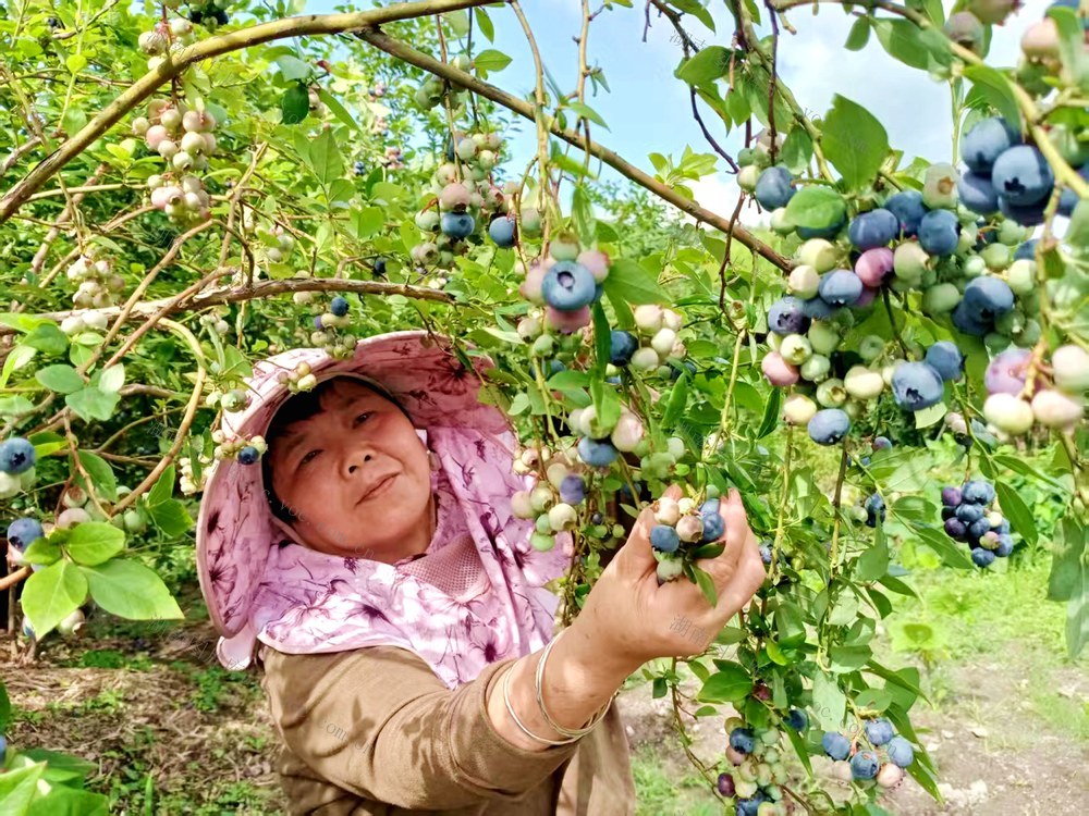 游客 蓝莓 丰收