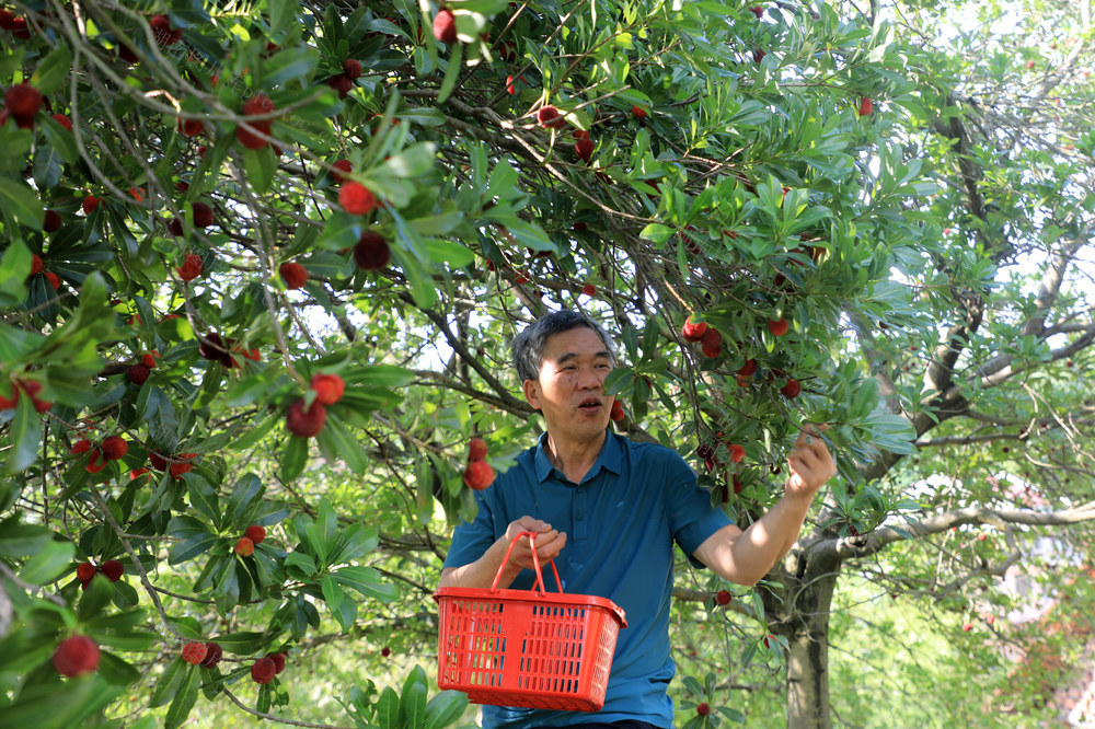 杨梅  水果  产业  采摘  农旅