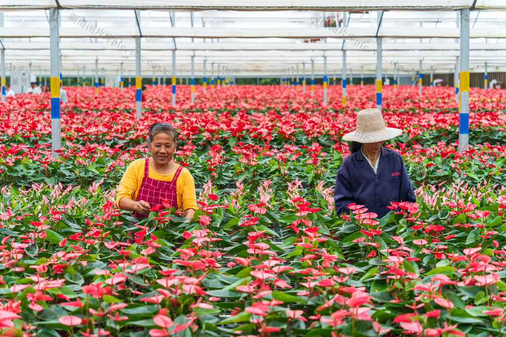 农业 特色种植 花卉 美丽经济