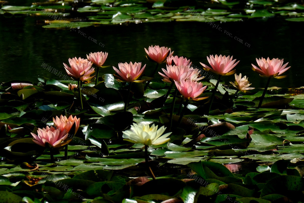 睡莲盛开，洋湖湿地
