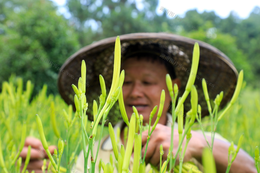 黄花菜  采摘 种植  产业 品牌