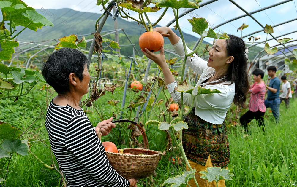 高架无土 种植业 南瓜 瓜果 采摘 品质 效率  蔬菜 种植大户 合作社 农业