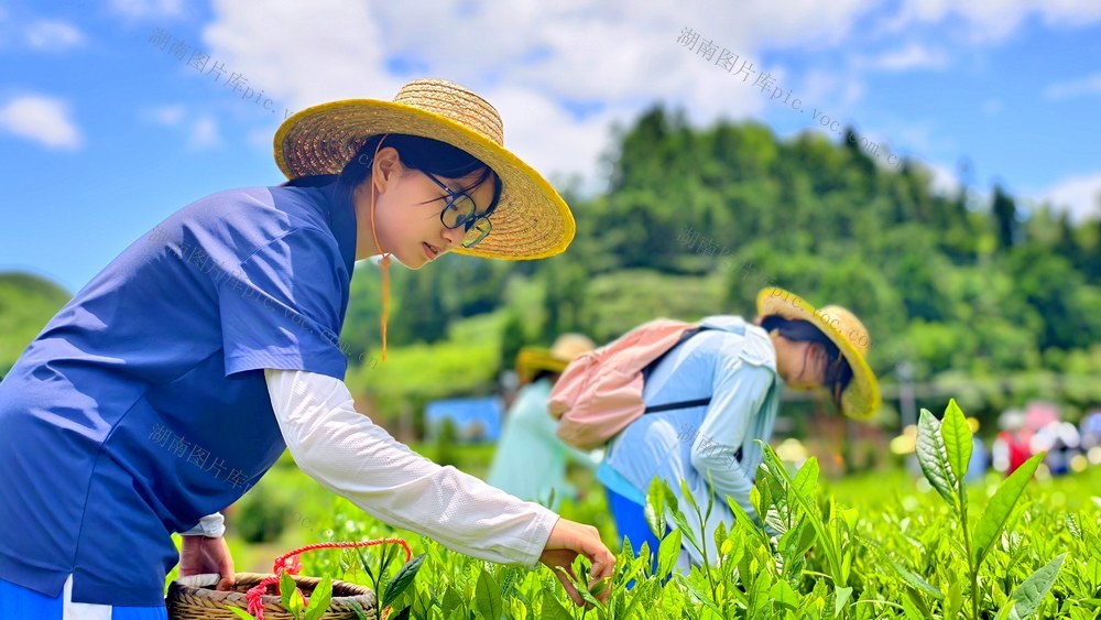 湖南  常宁  塔山  茶园  研学