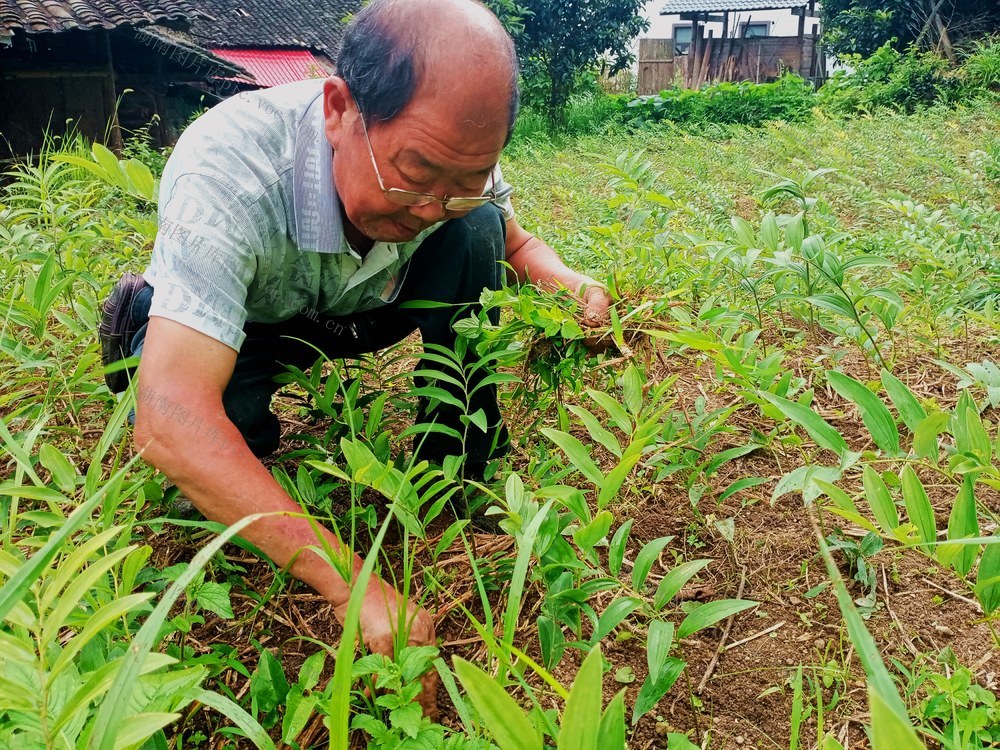 玉竹  石  作业 增收