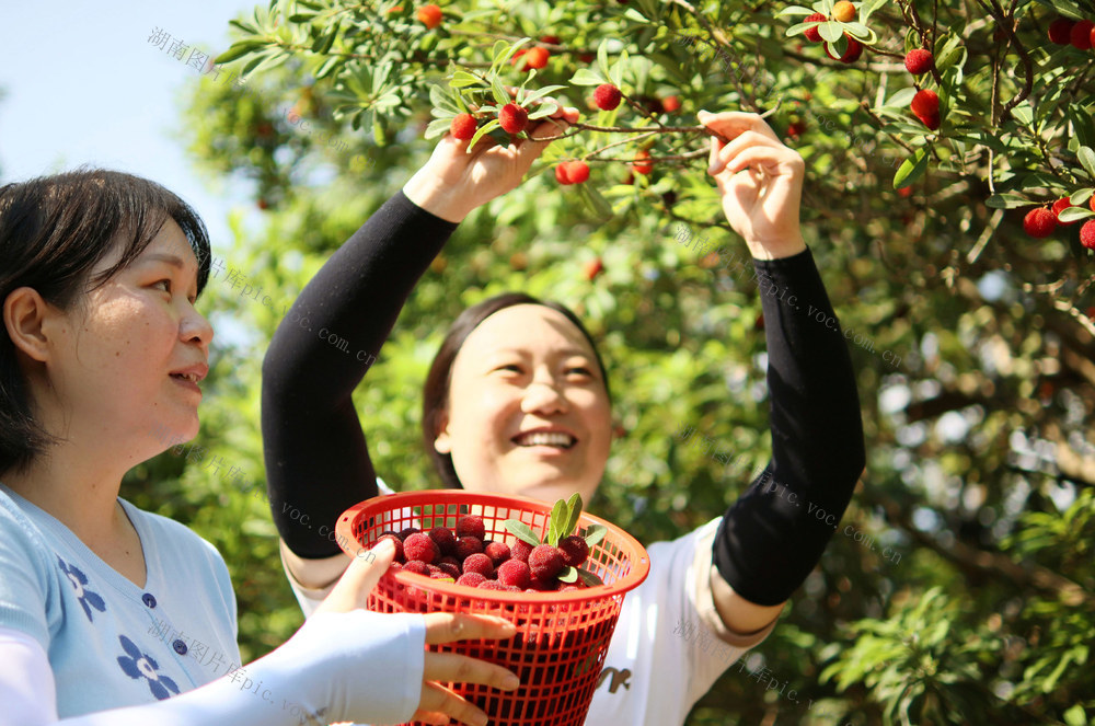 乌梅 采摘 增收 特色 农业 乡村振兴