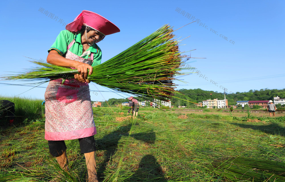 蔺草 收割 晾晒 轮作