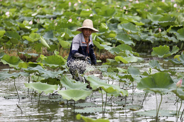 莲子经济 农业产业 夏至时节 农事忙 增收致富 乡村振兴