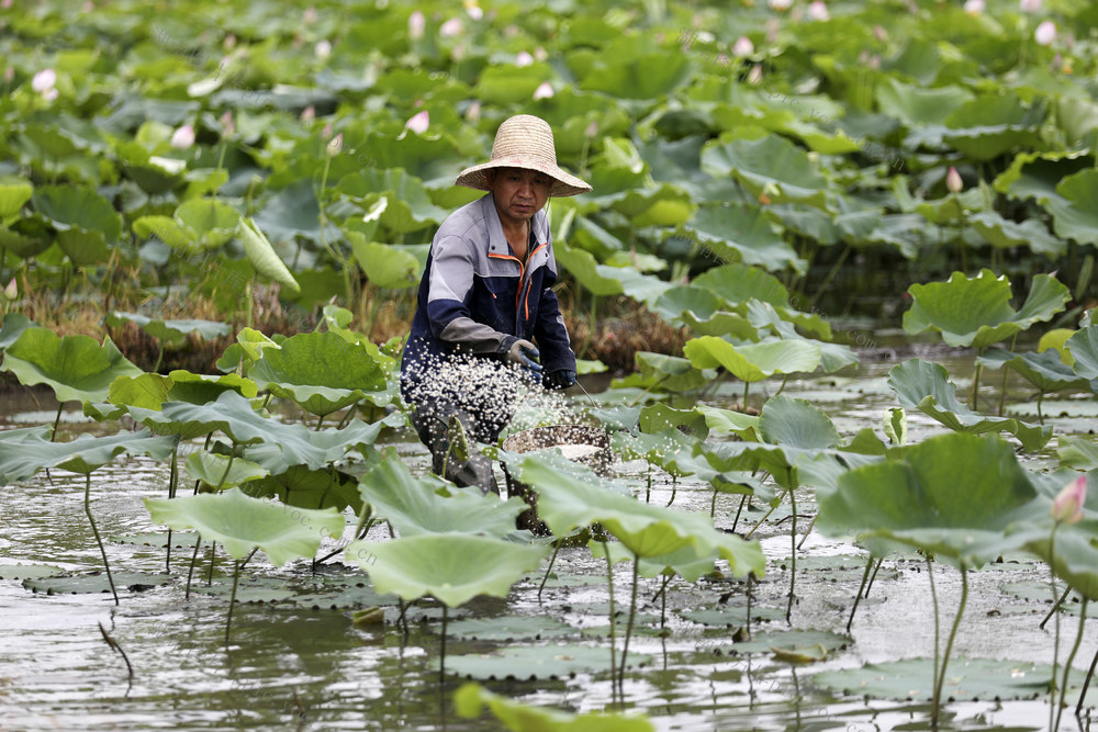 莲子经济 农业产业 夏至时节 农事忙 增收致富 乡村振兴