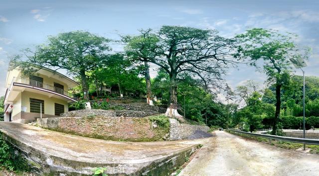 香榧  湘榧村  “三代果”  千年香榧古树群
