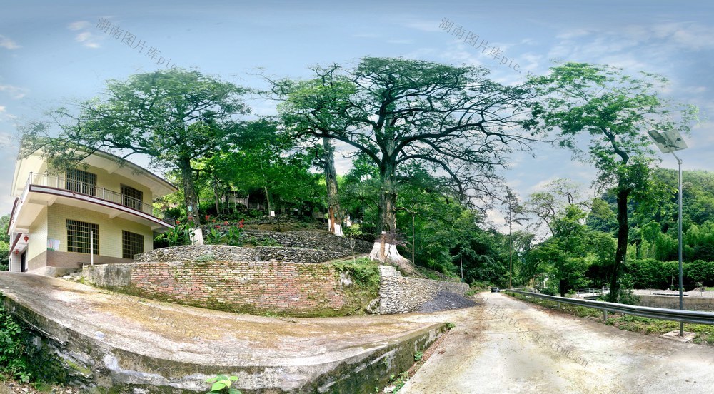 香榧  湘榧村  “三代果”  千年香榧古树群
