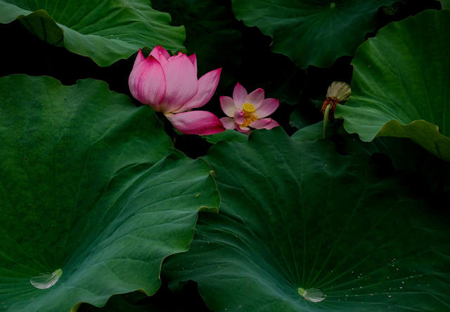 雨后  荷花  韵意浓
