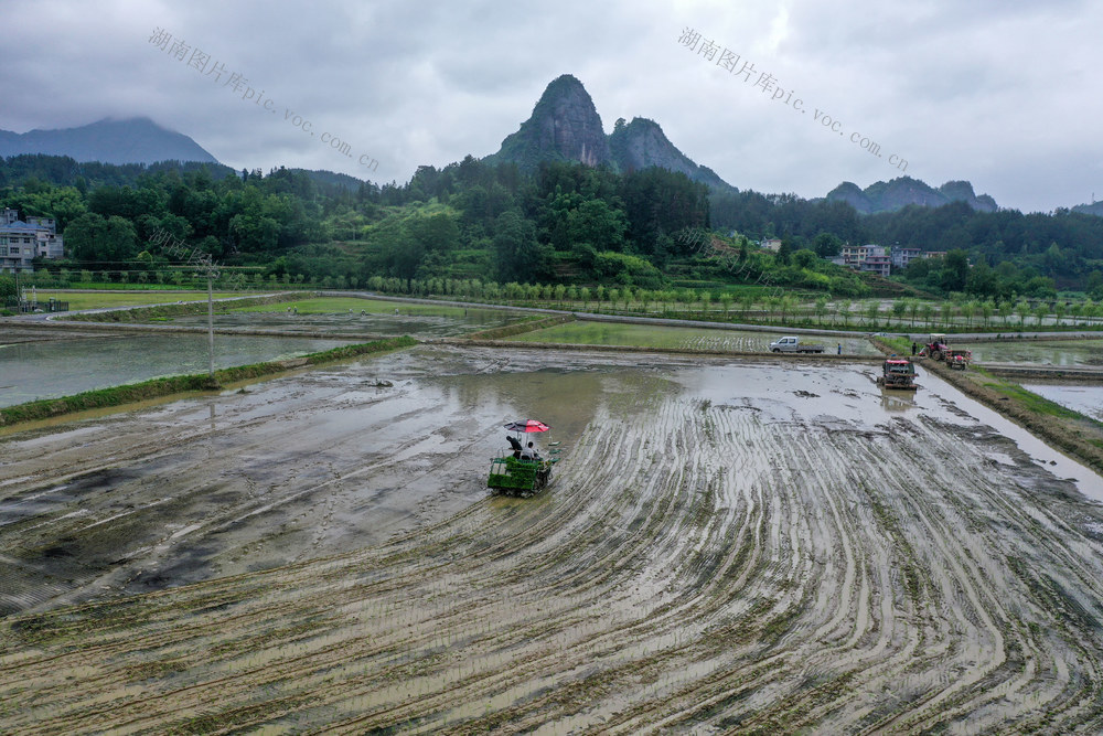 湖南，龙山，三夏，水稻，农机，插秧，农时