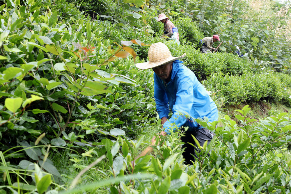 宁远 茶叶 锄草 有机 