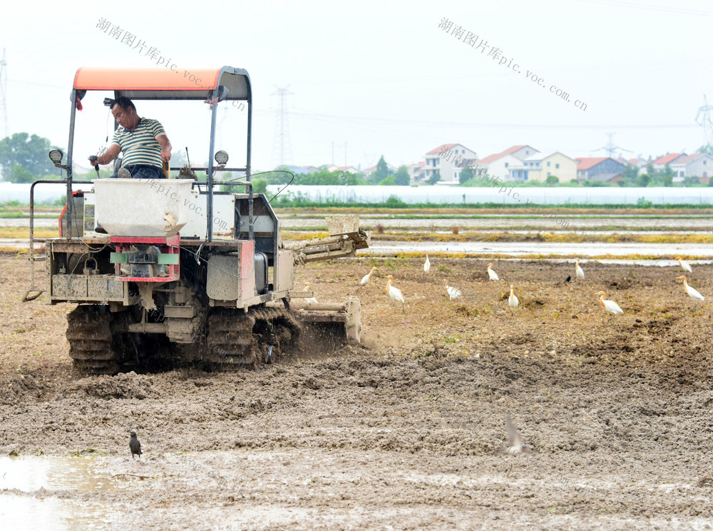 生态环境  仲夏时节  农事活动  夏耕  白鹭