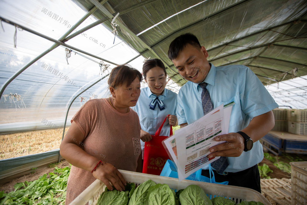 普惠金融 邮储银行 服务“三农” “三夏”生产 时鲜蔬菜 小白菜 荆芥 生态园 农资 农具