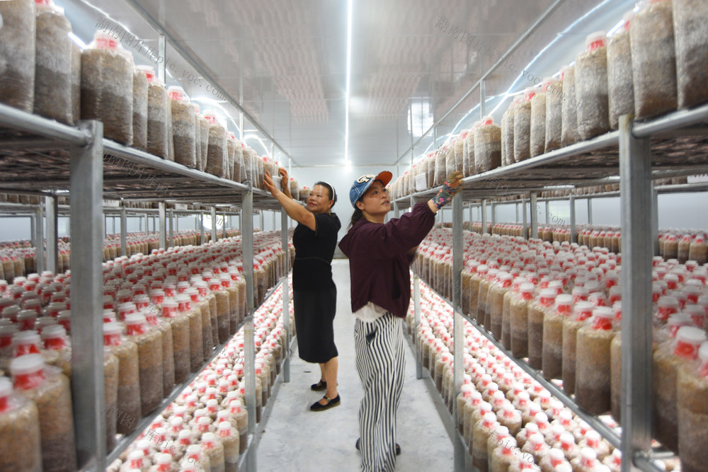 嘉禾：小菌菇助增收