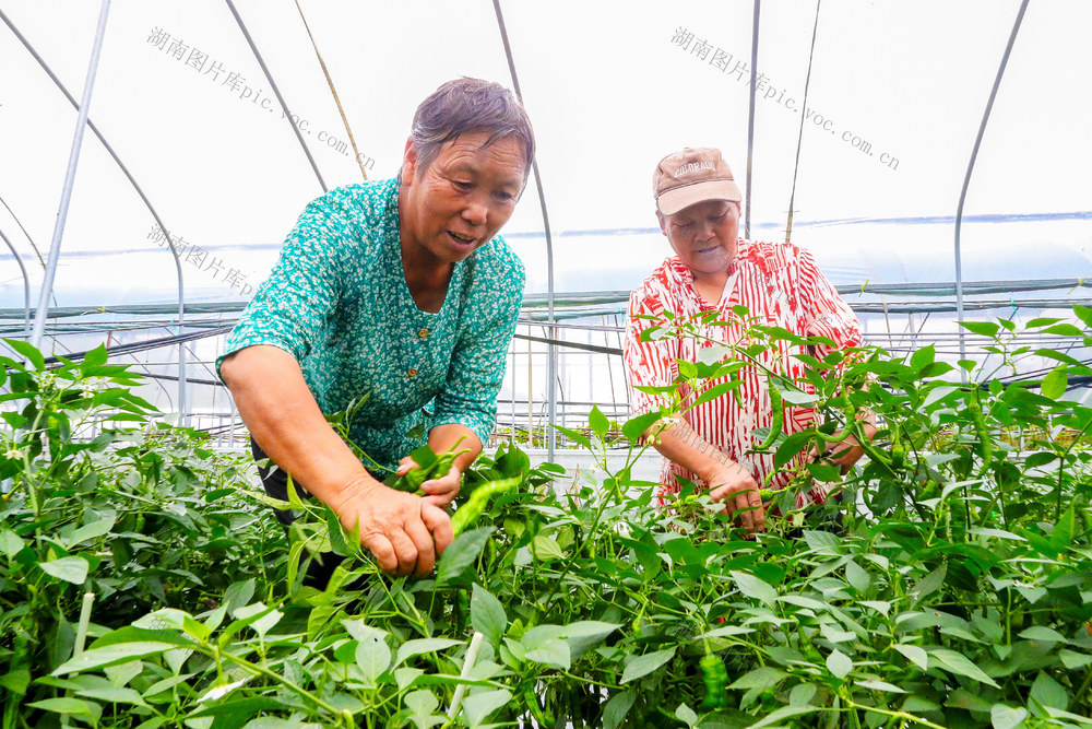 采收 辣椒  农事  丰收