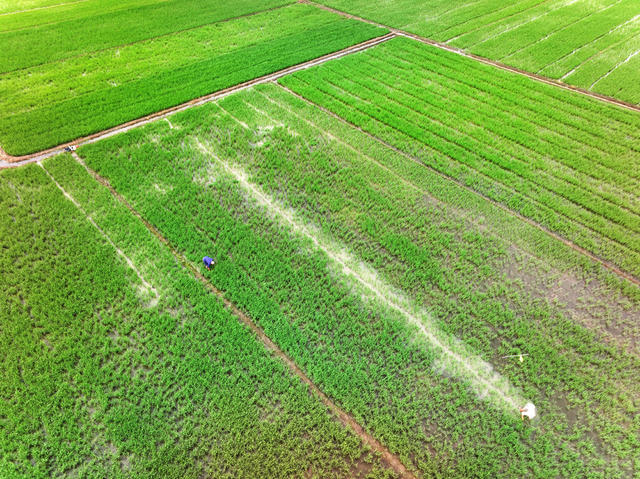 雨季  农事  一季稻  苗期